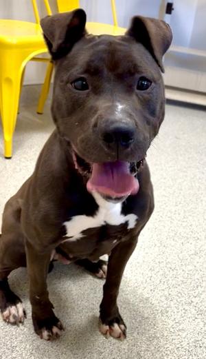 Haley, Pit Bull Terrier Mix, adult, available for adoption