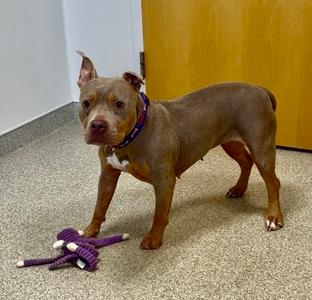 Arya "EYE-ruh", Pit Bull Terrier Mix, adult, available for adoption