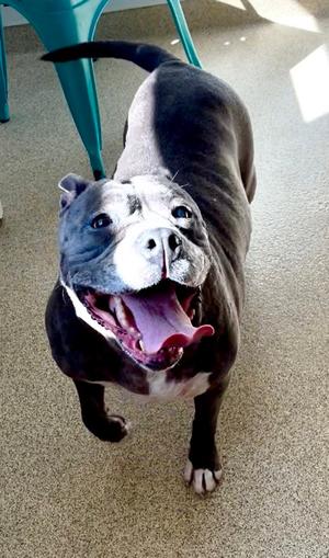Gina, Pit Bull Terrier, senior, available for adoption