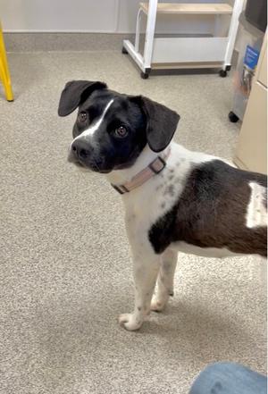 Angelina, Mixed Breed, adult, available for adoption