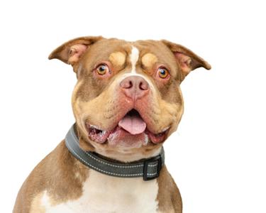 A brown and white dog with a black collar, looking up with its mouth open and tongue out.