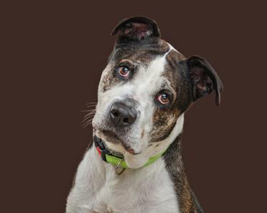 Cocoa, American Staffordshire Terrier and American Pit Bull Terrier, senior, available for adoption
