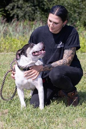 Ceddie, American Pit Bull Terrier Mix, adult, available for adoption