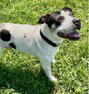 Ceddie, American Pit Bull Terrier Mix, adult, available for adoption