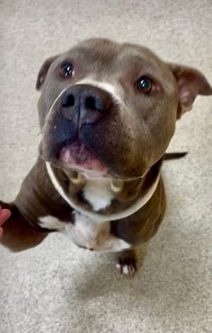 Charming, American Staffordshire Terrier, adult, available for adoption
