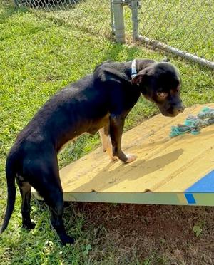 Dahlia, Pit Bull Terrier Mix, young, available for adoption