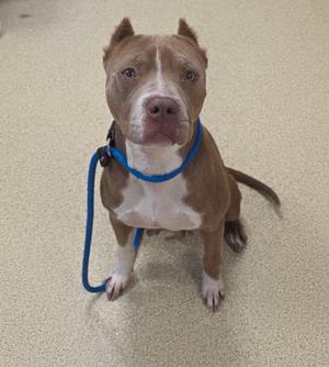 A dog sitting on the floor, wearing a blue leash