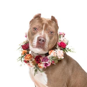 A brown dog with a floral wreath around its neck, standing against a white background.