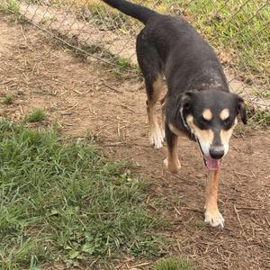 A black and tan dog with floppy ears walking on a dirt path.