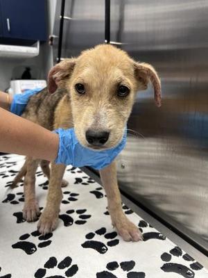05483B Spongebob, American Staffordshire Terrier / Mixed Breed, young, available for adoption