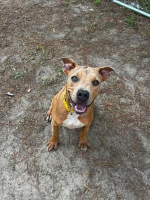 05412B Rudy, American Staffordshire Terrier / Mixed Breed, adult, available for adoption