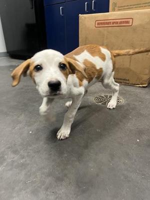05409B Sweetie, Hound / Mixed Breed, young, available for adoption