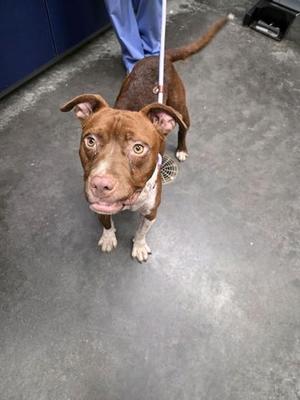 05429B Boyd, American Staffordshire Terrier / Mixed Breed, adult, available for adoption