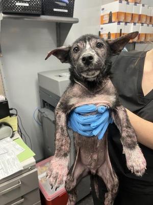 05482B Plankton, American Staffordshire Terrier / Mixed Breed, young, available for adoption