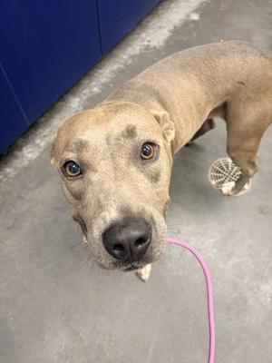 04775B Langley, American Staffordshire Terrier / Mixed Breed, adult, available for adoption