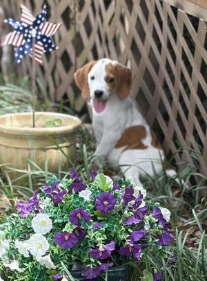 04773B Copper, Hound / Mixed Breed, young, available for adoption