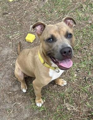 04975B Linebacker, American Staffordshire Terrier / Mixed Breed, adult, available for adoption