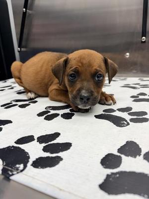 05422b Olive, Terrier / Mixed Breed, young, available for adoption