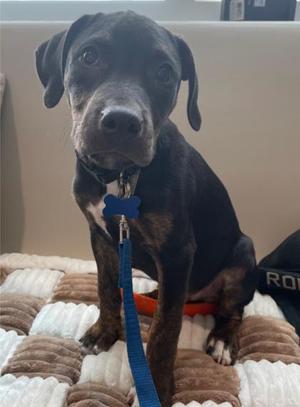 05464b Copernicus, Terrier / Mixed Breed, young, available for adoption
