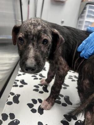 05481B Patrick, American Staffordshire Terrier / Mixed Breed, young, available for adoption