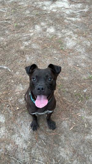 04525b Slate, Terrier / Mixed Breed, adult, available for adoption