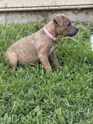05423b Brie, Terrier / Mixed Breed, young, available for adoption