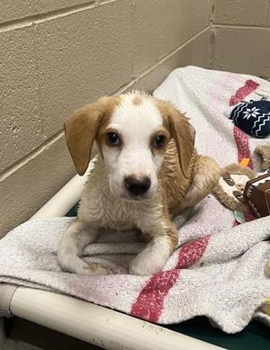 05468B Clay, Hound / Mixed Breed, young, available for adoption