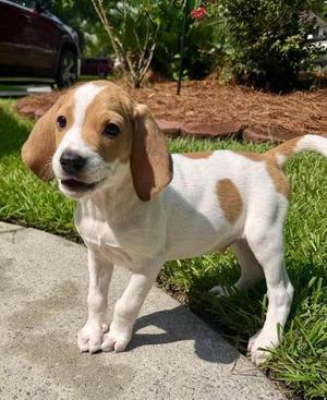 04772B Cow Horn, Hound / Mixed Breed, young, available for adoption