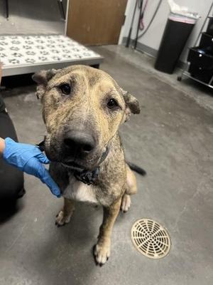 05484B Mrs. Puff, American Staffordshire Terrier / Mixed Breed, adult, available for adoption