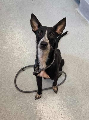 Adele, Mixed Breed, puppy, available for adoption