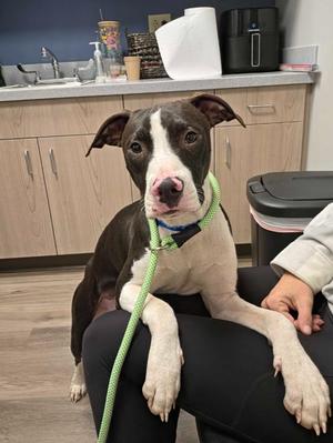 Tomathy, Pit Bull Terrier / Mixed Breed, puppy, available for adoption