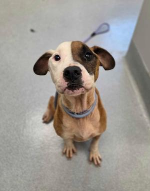 A brown and white dog with floppy ears sitting on a gray floor, looking up at the camera.