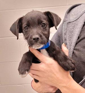North Dakota, Mixed Breed, puppy, available for adoption