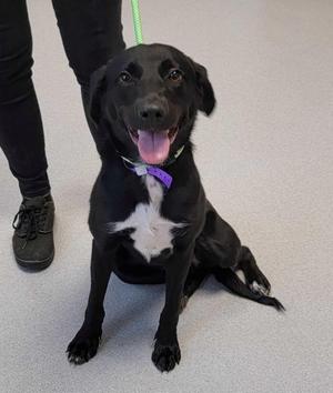Blanche, Mixed Breed, young, available for adoption