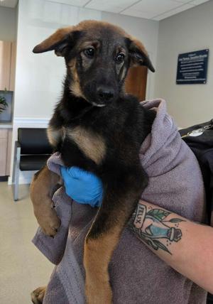 DeeDee, German Shepherd Dog / Border Collie, puppy, available for adoption