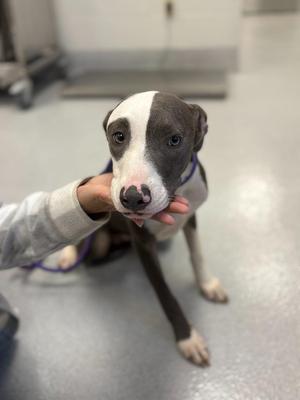 A gray and white puppy being held by a person's hand, with a purple collar around its neck.