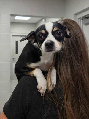 Tiger, Chihuahua / Mixed Breed, adult, available for adoption