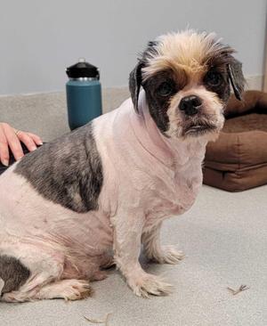 Chase William, Shih Tzu, senior, available for adoption