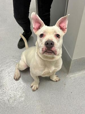 A white dog with pink ears sitting on a gray floor