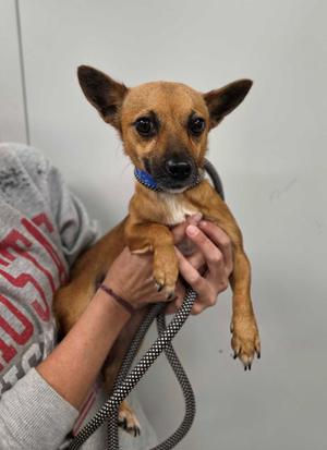 Percy, Chihuahua / Mixed Breed, young, available for adoption