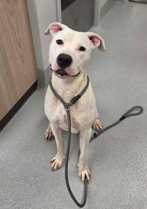 A white dog with a black nose and floppy ears is sitting on a gray floor, wearing a black leash. The dog is looking directly at the camera with a calm expression. The background includes a wooden door and a gray wall.