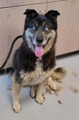 a black and tan dog with blue eyes sitting on a carpeted floor, with its tongue out and a leash attached to its collar