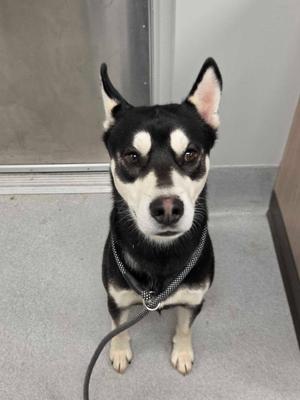 A black and white dog with pointed ears and a harness, sitting on a gray floor.