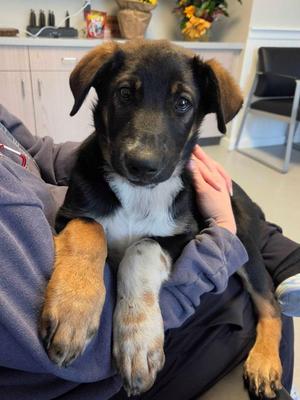 Dexter, German Shepherd Dog / Border Collie, puppy, available for adoption