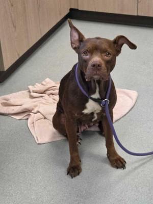 Georgina Chapman, Pit Bull Terrier / Mixed Breed, adult, available for adoption