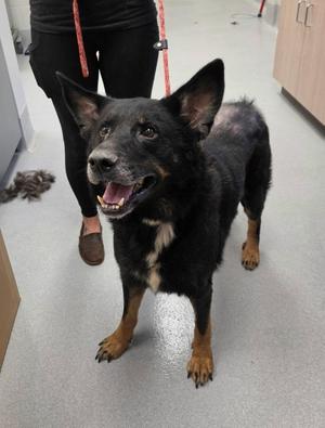 Rufus, German Shepherd Dog / Mixed Breed, senior, available for adoption