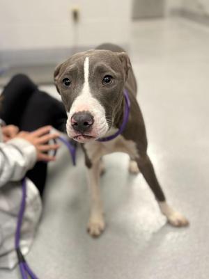 Lindy, Pit Bull Terrier / Mixed Breed, puppy, available for adoption