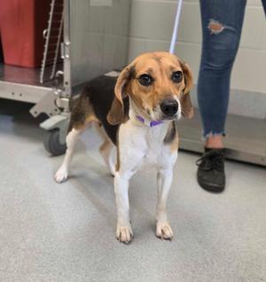 Kendall, Beagle, adult, available for adoption
