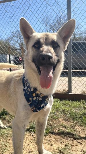 Echo, German Shepherd Dog Mix, adult, available for adoption