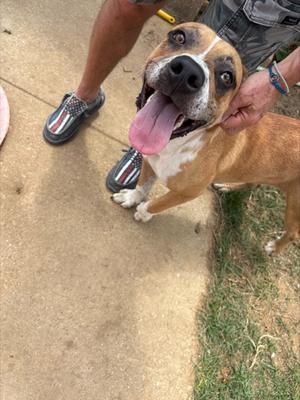 A brown and white dog with a black nose and floppy ears is being petted by a person's hand. The dog is standing on a concrete surface with grass visible in the background. The person is wearing shorts and shoes with a patterned design.